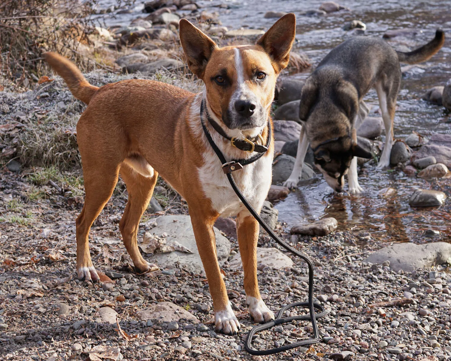 The Walk Afield - Slip Lead